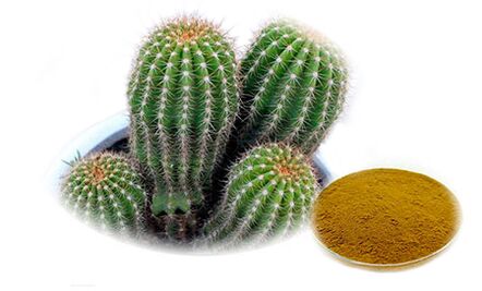 Hoodia gordoni come parte di Reduslim