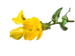 Olio di primula in Reduslim