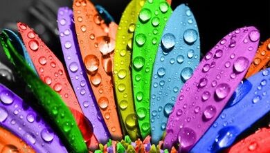 Come perdere peso con la dieta dei 6 petali